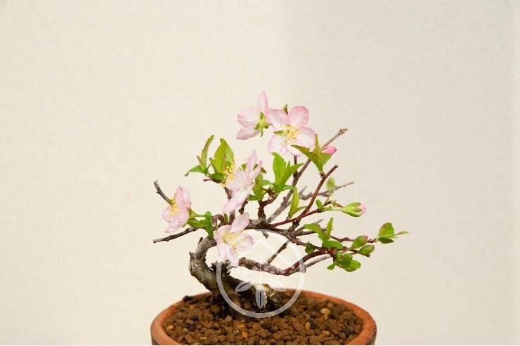 草藏園x XueXue｜迷你盆栽裡的四季風景｜日本庭梅